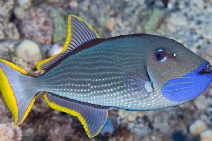 砲彈魚 砲彈魚