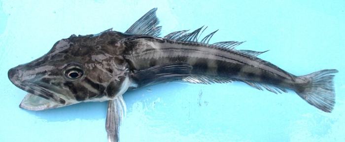冰魚 冰魚