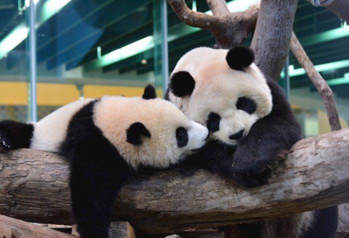 台北木柵動物園 台北木柵動物園