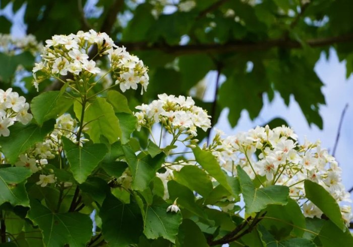 油桐花秘境 油桐花秘境