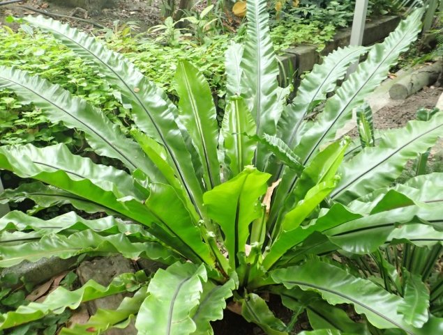 山蘇種植