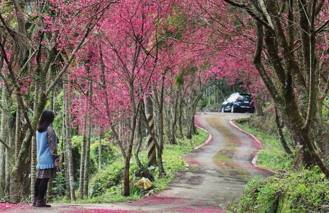 櫻花步道 櫻花步道