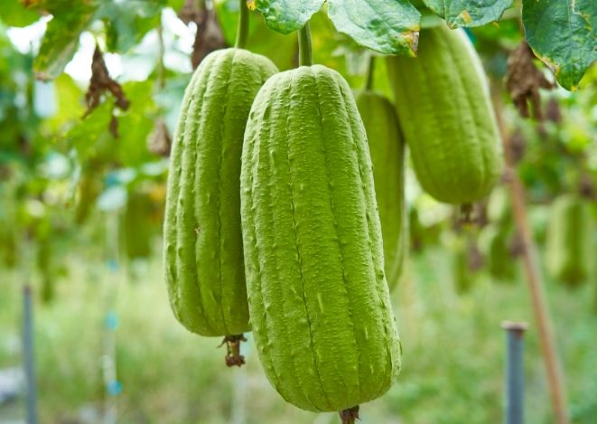 絲瓜種植月份 絲瓜種植月份