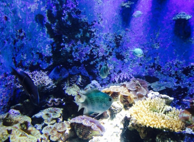 花蓮水族館