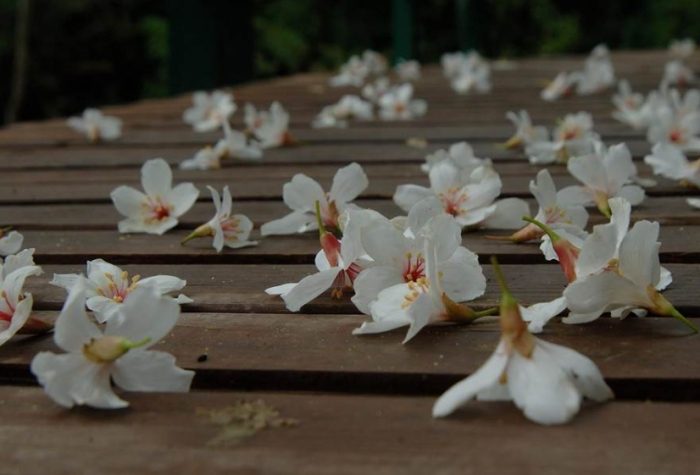 油桐花秘境 油桐花秘境