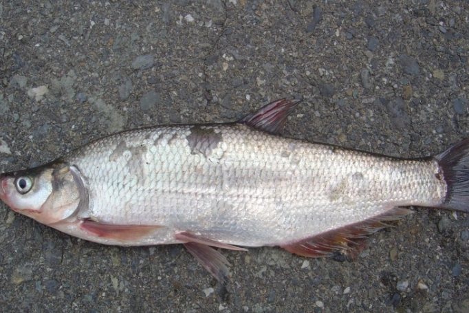 總統魚 總統魚