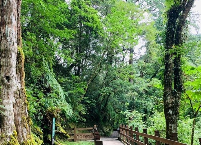 拉拉山國家森林遊樂區 拉拉山國家森林遊樂區