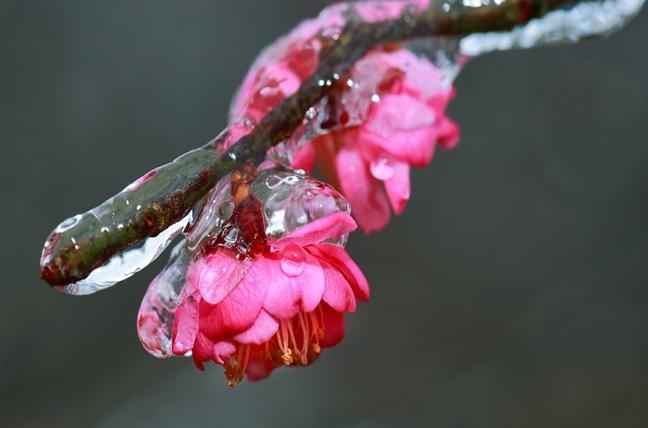 梅花花語 梅花花語