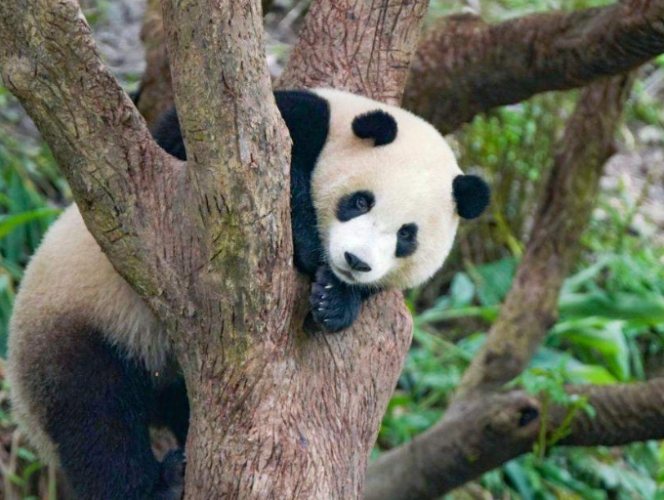 木柵動物園熊貓 木柵動物園熊貓