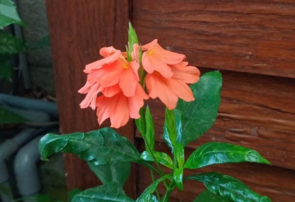 鳥尾花 鳥尾花