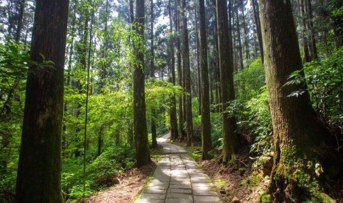 森林步道 森林步道