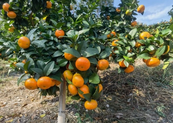 砂糖橘種植 砂糖橘種植