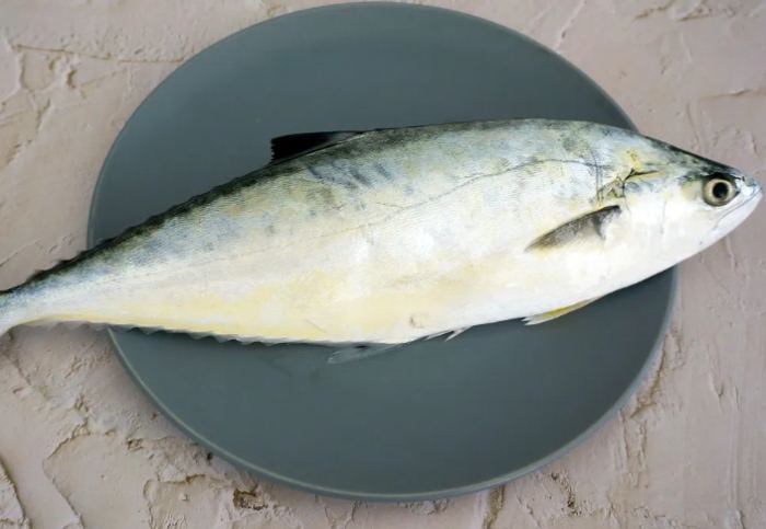 刺蔥魚 刺蔥魚