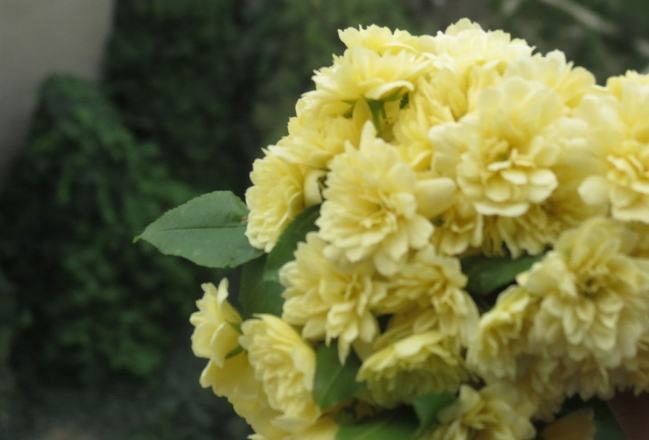 木香花 木香花