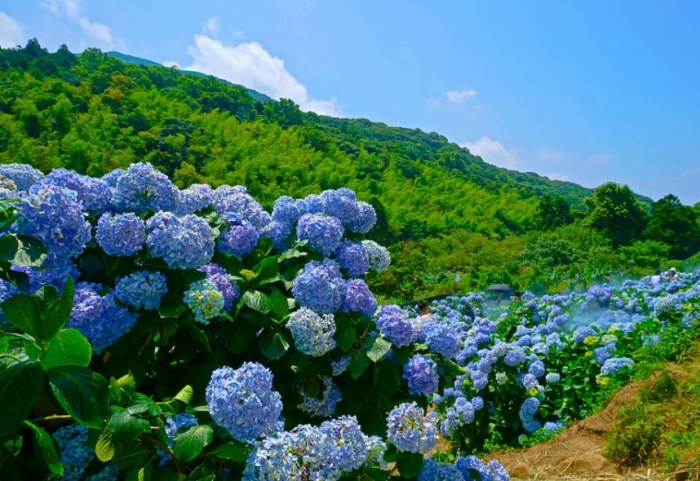 竹子湖 竹子湖