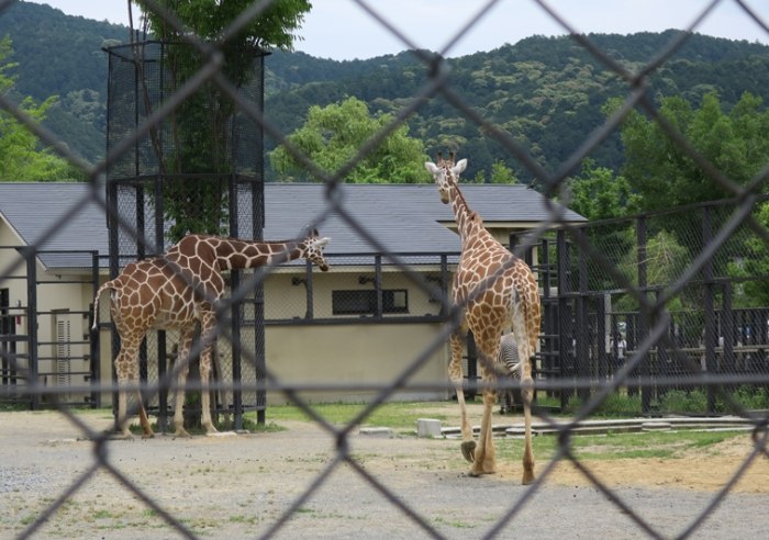 京都市動物園 京都市動物園