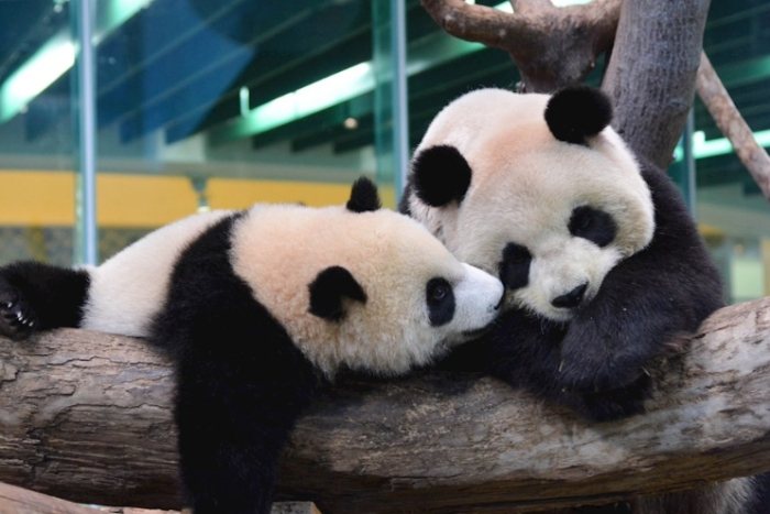 木柵動物園熊貓 木柵動物園熊貓