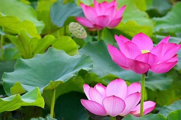 蓮花花語 蓮花花語