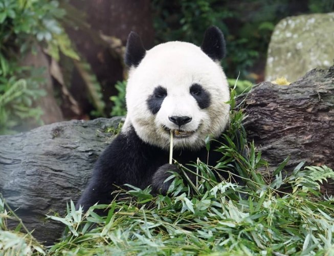 台北市動物園