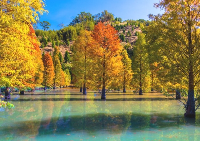 落羽松秘境 落羽松秘境