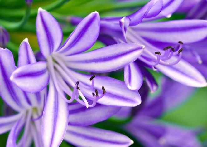 百合花語 百合花語