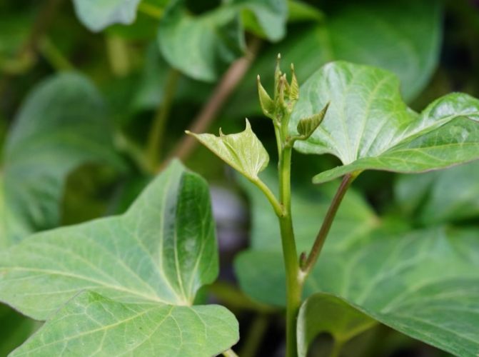 地瓜葉好處 地瓜葉好處