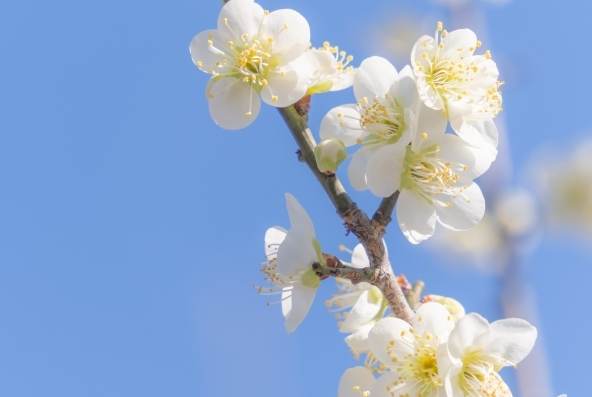 梅花花語 梅花花語