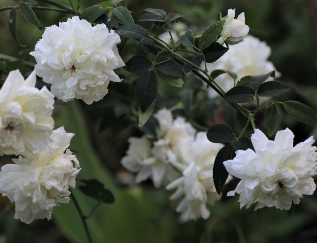 荼蘼花語 荼蘼花語