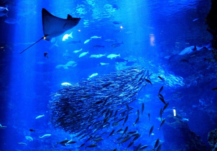 福岡水族館 福岡水族館