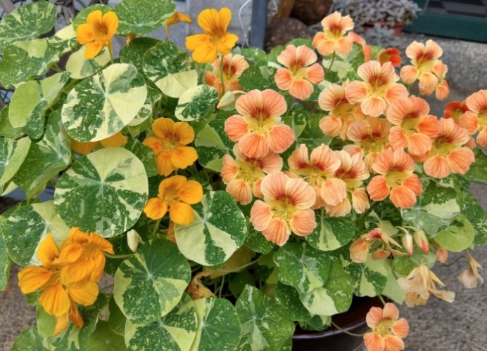 金蓮花 金蓮花