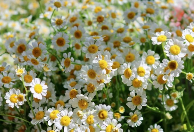 洋甘菊花語 洋甘菊花語
