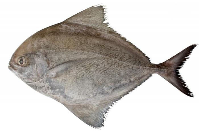 鯧魚 鯧魚