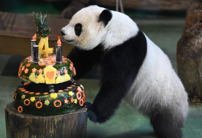 木柵動物園熊貓 木柵動物園熊貓