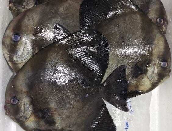 富貴魚