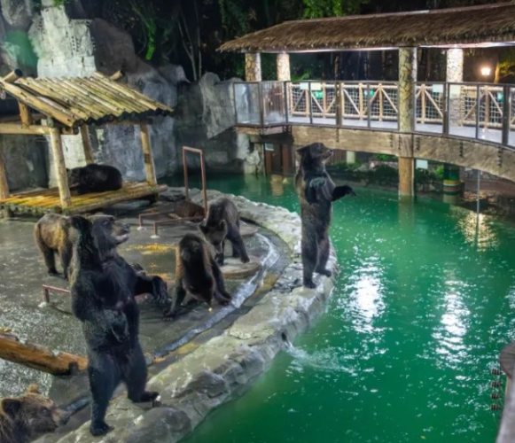 上海野生動物園
