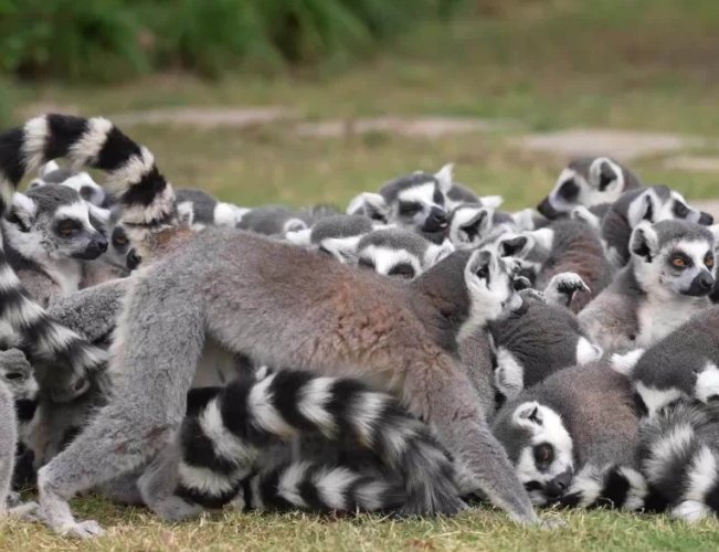 上海野生動物園