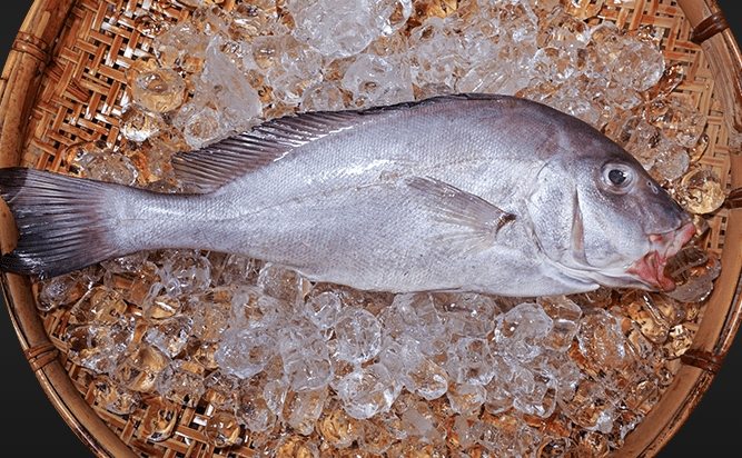 加志魚 加志魚