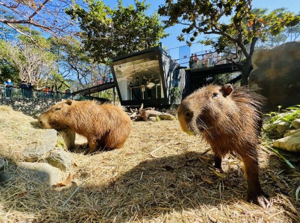 高雄樂園 高雄樂園