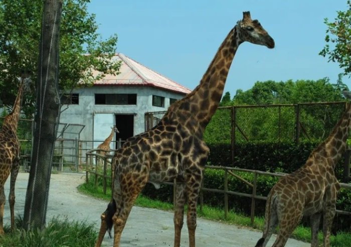 上海野生動物園