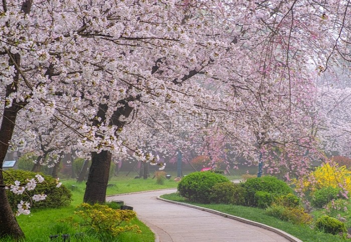 苑裡櫻花林步道 苑裡櫻花林步道