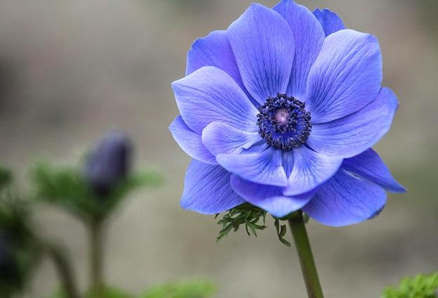 銀蓮花 銀蓮花
