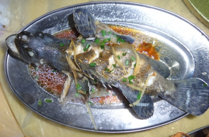 土司魚