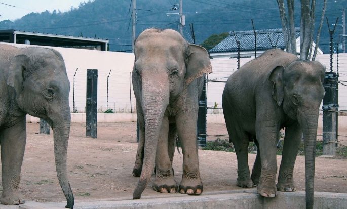 大阪動物園