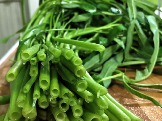 空心菜種植 空心菜種植