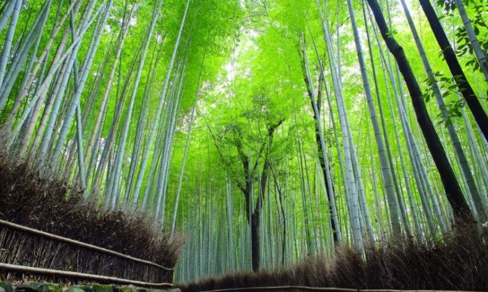 嵐山一日遊