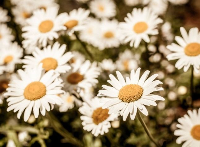 洋甘菊花語 洋甘菊花語