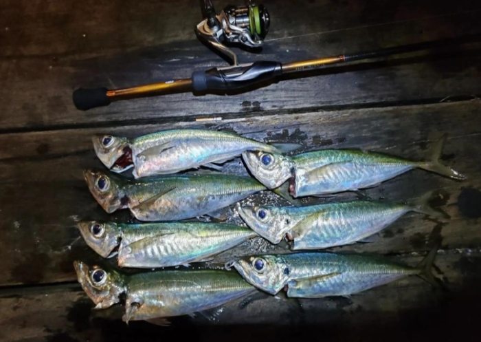 竹筴魚