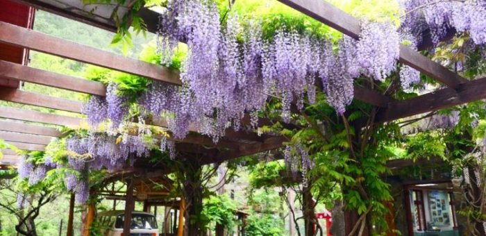 信行禪寺 信行禪寺