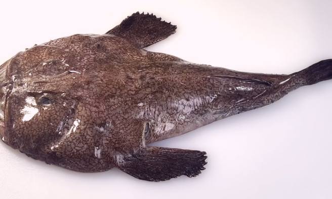 安康魚