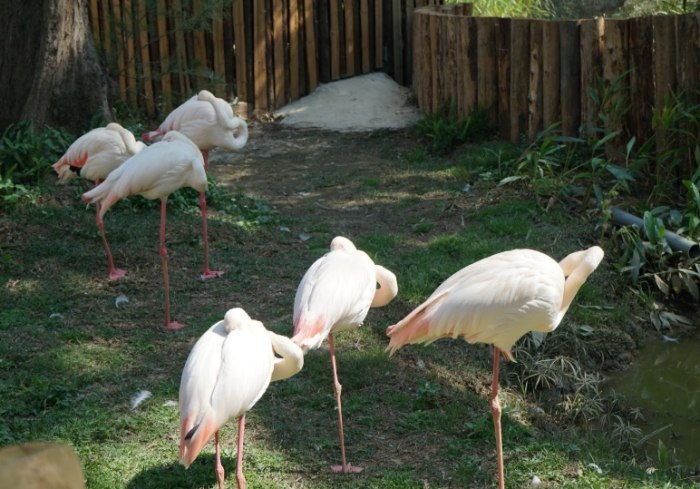新竹市動物園 新竹市動物園